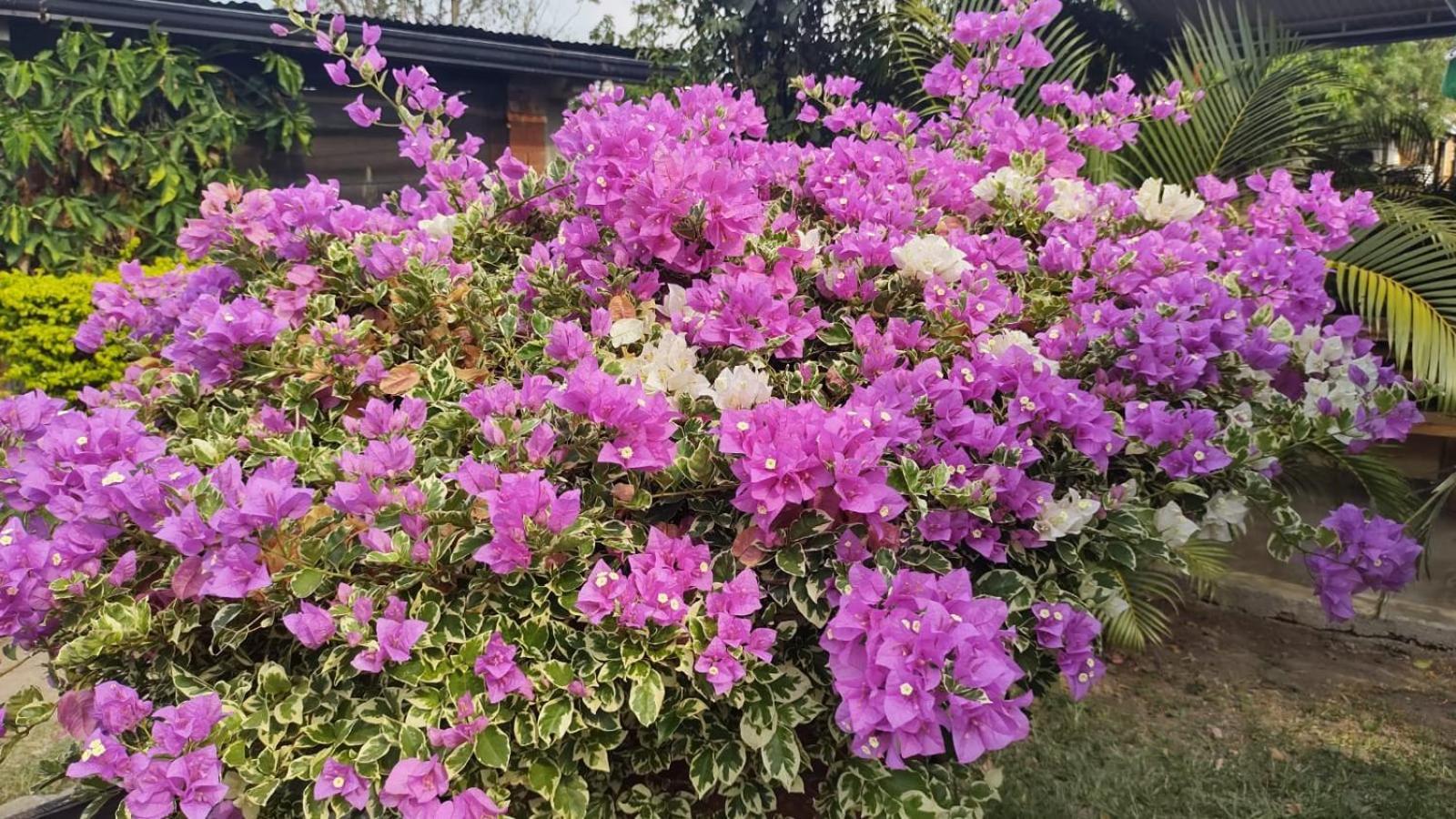 Loma Linda Hotel De Naturaleza 라 메사 외부 사진
